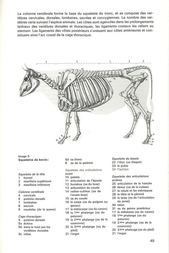 Détail du Guide du boucher-charcutier édité par l’Union Suisse des Maîtres-Bouchers (USMB) en 1972, (réédition de 1978, p.45).