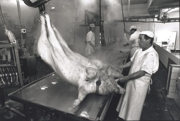 Patrick Martin, « Les cochons sont ébouillantés puis on brûle leurs poils (soies) », 04.03.1992, © Agence A.I.R., Patrick Martin, Archives cantonales vaudoises.