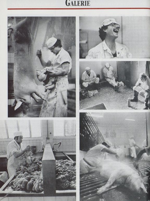 Photoreportage dans les abattoirs de Malley, 23.06.1981, l’Hebdo. © Photographie F. Bertin, 1093 La Conversion.
