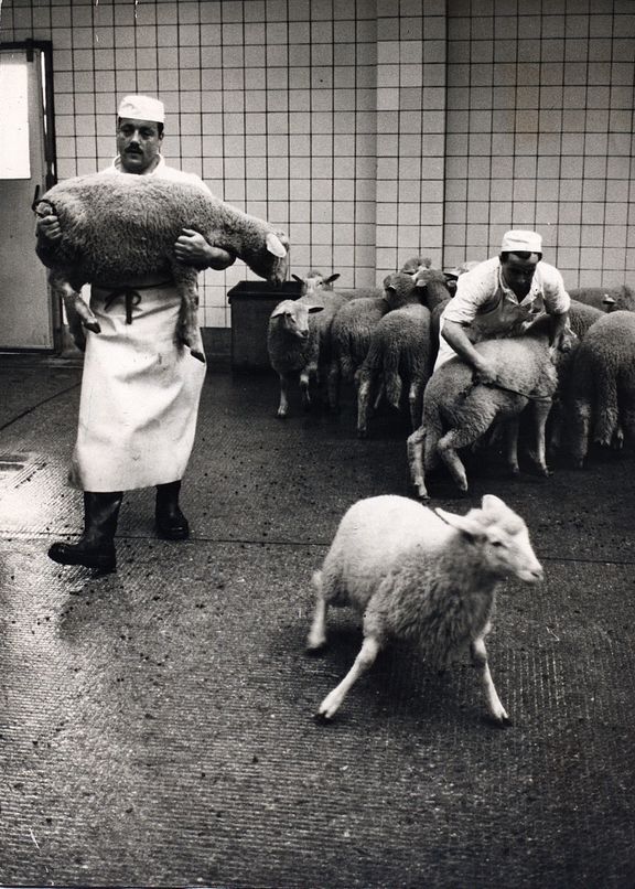 Michel Perrenoud, Abattoirs de Malley, 14.04.1983, © Michel Perrenoud, Archives cantonales vaudoises.